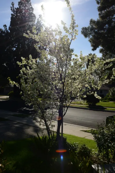 February 2015 - Tree